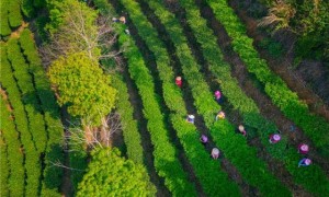 酝酿“重出江湖” 梅州蕉特茶从“芯”出发